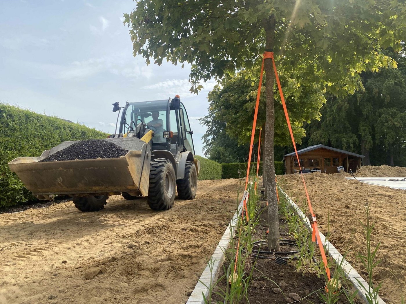 Ein Radlader neben einem neu gepflanzten, mit orangenen Gurten gestützten Baum auf einer Baustelle
