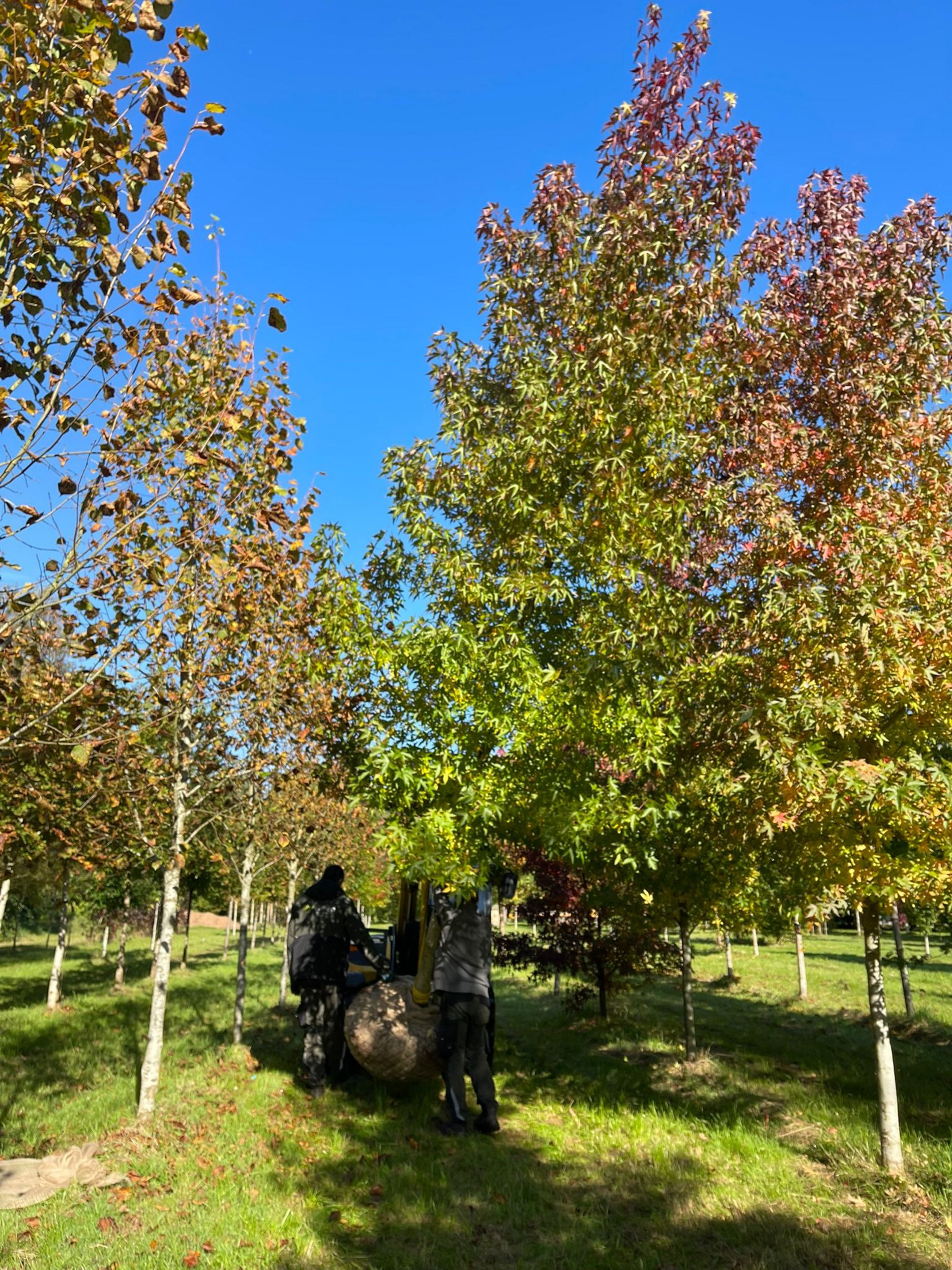 Deux ouvriers transplantent un jeune arbre dans une pépinière sous un ciel bleu